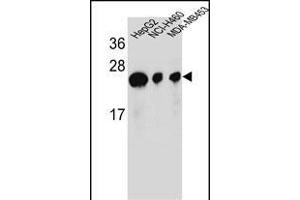 ATP5H Antibody (Center) (ABIN654144 and ABIN2844011) western blot analysis in HepG2,NCI-,MDA-M cell line lysates (35 μg/lane). (ATP5H antibody  (AA 68-97))