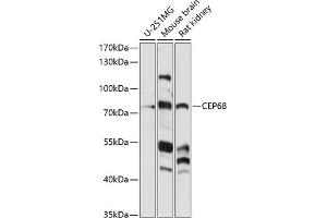Western blot analysis of extracts of various cell lines, using CEP68 antibody (ABIN7266279) at 1:1000 dilution. (CEP68 antibody  (AA 1-350))