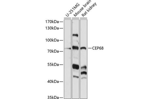 CEP68 抗体  (AA 1-350)