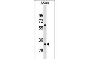 XRCC4 Antibody (Center) (ABIN1538068 and ABIN2850303) western blot analysis in A549 cell line lysates (35 μg/lane). (XRCC4 antibody  (AA 205-234))