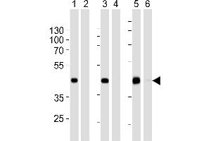 Western blot analysis of extracts from 293 (lanes 1 and 2),HepG2 (lanes 3 and 4)cell line and mouse spleen (lanes 5 and 6)tissue lysate: 1, 3, 5. (STEAP2 antibody  (AA 229-258))