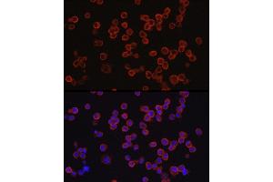 Immunofluorescence (IF) image for anti-CD33 (CD33) (AA 49-259) antibody (ABIN3022816)