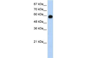 WB Suggested Anti-KEAP1 Antibody Titration:  0. (KEAP1 antibody  (C-Term))