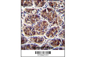 GDF5 Antibody immunohistochemistry analysis in formalin fixed and paraffin embedded human stomach tissue followed by peroxidase conjugation of the secondary antibody and DAB staining. (GDF5 antibody  (C-Term))