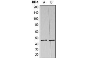 Western blot analysis of NAP1 expression in HeLa (A), THP1 (B) whole cell lysates. (NAPSA antibody  (N-Term))