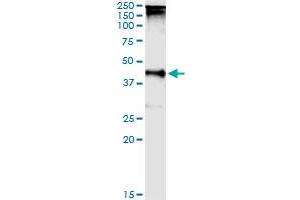Immunoprecipitation of TARBP2 transfected lysate using anti-TARBP2 MaxPab rabbit polyclonal antibody and Protein A Magnetic Bead , and immunoblotted with TARBP2 purified MaxPab mouse polyclonal antibody (B01P) . (TARBP2 antibody  (AA 1-366))