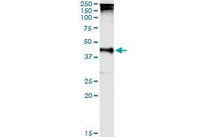 Immunoprecipitation of TARBP2 transfected lysate using anti-TARBP2 MaxPab rabbit polyclonal antibody and Protein A Magnetic Bead , and immunoblotted with TARBP2 purified MaxPab mouse polyclonal antibody (B01P) . (TARBP2 antibody  (AA 1-366))
