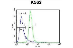 PRKAA2 (Thr172) Antibody (Center) flow cytometric analysis of K562 cells (right histogram) compared to a negative control cell (left histogram). (PRKAA2 antibody  (Middle Region, Thr172))
