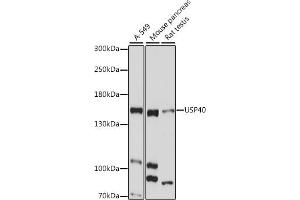 Western blot analysis of extracts of various cell lines, using USP40 antibody (ABIN7271162) at 1:1000 dilution. (USP40 antibody  (AA 1173-1247))