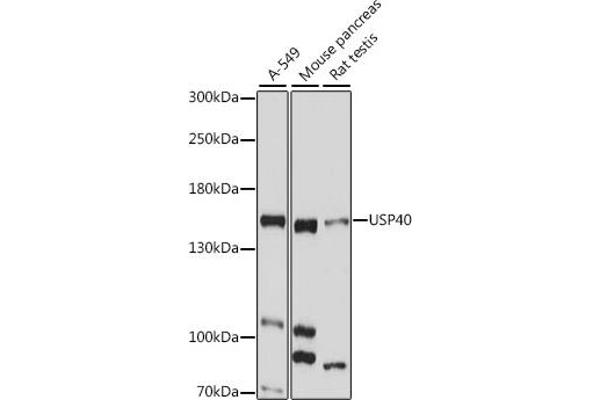 USP40 抗体  (AA 1173-1247)