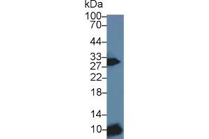 Detection of Iga in Mouse Spleen lysate using Polyclonal Antibody to Immunoglobulin Associated Alpha (Iga)