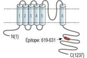 Potassium Channel, Subfamily T, Member 1 (KCNT1) peptide