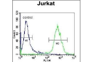 OR4N4 Antibody (N-term) (ABIN655423 and ABIN2844961) flow cytometric analysis of Jurkat cells (right histogram) compared to a negative control cell (left histogram). (OR4N4 antibody  (N-Term))