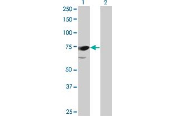 PPEF1 anticorps  (AA 1-653)