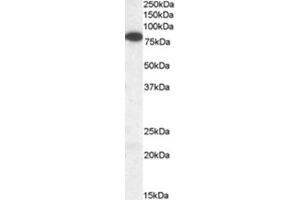 Image no. 2 for anti-Vacuolar Protein Sorting 35 (VPS35) (C-Term) antibody (ABIN374403) (VPS35 antibody  (C-Term))