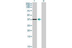 Western Blot analysis of SLC25A36 expression in transfected 293T cell line by SLC25A36 MaxPab polyclonal antibody. (SLC25A36 antibody  (AA 1-311))