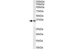 DARC polyclonal antibody  (0. (DARC antibody)