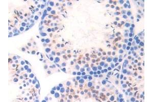 Detection of ELA1 in Mouse Testis Tissue using Polyclonal Antibody to Pancreatic Elastase 1 (ELA1) (CELA1 antibody  (AA 44-259))