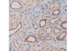 IHC-P analysis of Mouse Tissue, with DAB staining. (TIE1 antibody  (AA 835-1134))