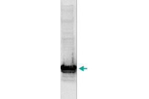 Western blot analysis using the Histone H3 (K9me2) polyclonal antibody . (Histone 3 antibody  (H3K9me2))