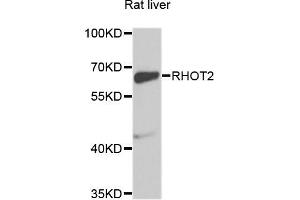 Western blot analysis of extracts of rat liver, using RHOT2 antibody (ABIN5975356) at 1/1000 dilution. (RHOT2 antibody)