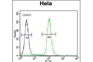 GDF6 Antibody (N-term) (ABIN655618 and ABIN2845098) flow cytometric analysis of Hela cells (right histogram) compared to a negative control cell (left histogram). (GDF6 antibody  (N-Term))