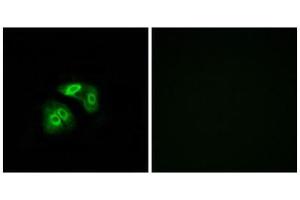 Immunofluorescence (IF) image for anti-Vomeronasal 1 Receptor 5 (VN1R5) (Internal Region) antibody (ABIN1853366)
