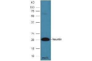 Mouse brain lysates probed with Anti- Neuritin Polyclonal Antibody, Unconjugated  at 1:300 overnight at 4˚C. (NRN1 antibody  (AA 51-142))