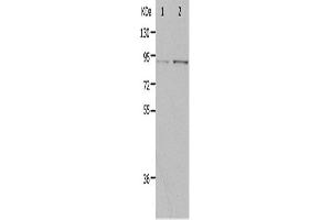 Western Blotting (WB) image for anti-Progesterone Immunomodulatory Binding Factor 1 (PIBF1) antibody (ABIN2426351)