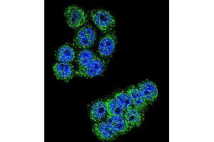 Confocal immunofluorescent analysis of D Antibody (C-term) (ABIN655179 and ABIN2844796) with Hela cell followed by Alexa Fluor 488-conjugated goat anti-rabbit lgG (green). (DPP3 antibody  (C-Term))