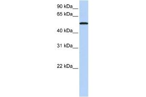 WB Suggested Anti-SIGLEC6 Antibody Titration:  0. (SIGLEC6 antibody  (N-Term))