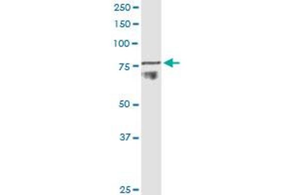 ADAM11 antibody  (AA 230-333)