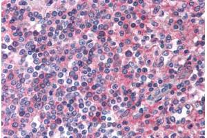 Anti-EMR2 antibody  ABIN1048546 IHC staining of human spleen. (EMR2 antibody  (N-Term))