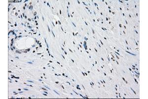 Immunohistochemical staining of paraffin-embedded pancreas tissue using anti-PRKYmouse monoclonal antibody. (PRKY antibody)