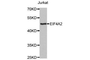 Western blot analysis of extracts of Jurkat cell lines, using EIF4A2 antibody. (EIF4A2 antibody  (AA 1-270))