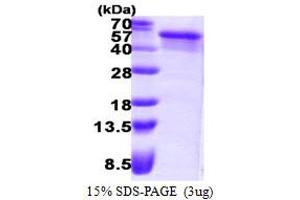 SDS-PAGE (SDS) image for Endonuclease VIII-Like 1 (NEIL1) (AA 1-390) protein (His tag) (ABIN667641)
