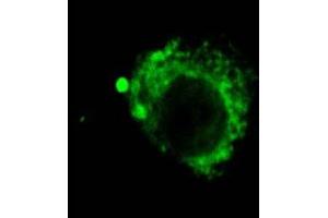 Immunocytochemistry/Immunofluorescence analysis using Rat Anti-LAMP2 Monoclonal Antibody, Clone GL2A7 . (LAMP2 antibody  (Atto 488))