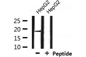 Western blot analysis of extracts from HepG2, using BORG3 Antibody. (CDC42EP5 antibody  (N-Term))