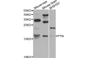 Western blot analysis of extracts of various cell lines, using PTN antibody (ABIN5971600) at 1:400 dilution. (Pleiotrophin antibody)