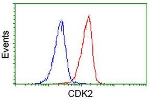 Image no. 2 for anti-Cyclin-Dependent Kinase 2 (CDK2) antibody (ABIN1497395) (CDK2 antibody)