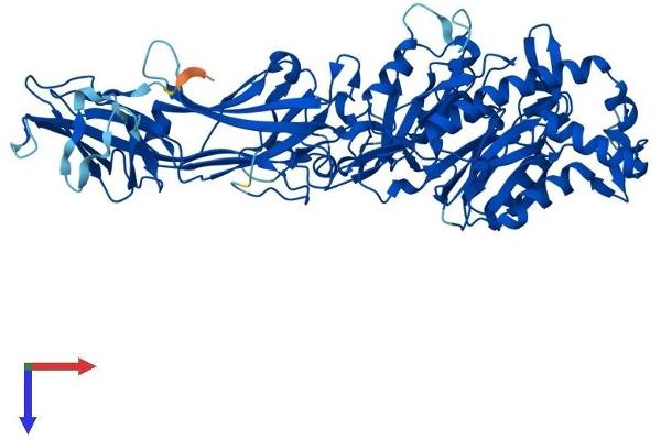 PADI1 Protein (AA 1-662) (His tag)