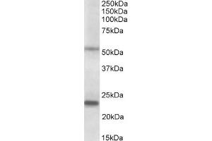 ABIN1049517 (0. (MMP3 antibody  (AA 459-473))