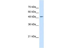 WB Suggested Anti-SLC43A2 Antibody Titration:  0.