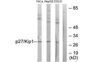 Western blot analysis of extracts from HeLa/HepG2/COLO205 cells, using p27 Kip1 (Ab-198) Antibody. (CDKN1B antibody  (AA 149-198))