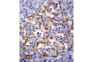 CMGA Antibody (C-term) (ABIN655729 and ABIN2845176) immunohistochemistry analysis in formalin fixed and paraffin embedded human pancreas tissue followed by peroxidase conjugation of the secondary antibody and DAB staining. (Chromogranin A antibody  (C-Term))