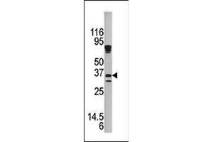 Western blot analysis of anti-KLK9 Pab (ABIN390306 and ABIN2840746) in mouse brain tissue lysate. (Kallikrein 9 antibody  (N-Term))