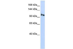 SMG5 antibody used at 1 ug/ml to detect target protein. (SMG5 antibody)