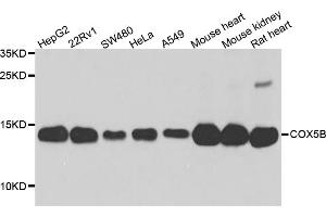 Western blot analysis of extracts of various cell lines, using COX5B antibody. (COX5B antibody)