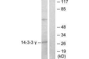 Western blot analysis of extracts from K562 cells, treated with insulin (0. (14-3-3 gamma antibody)