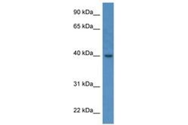 ELMOD3 antibody  (AA 238-287)